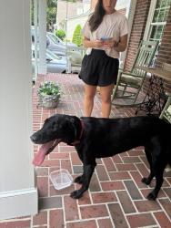Found/Stray Female Dog last seen Near Turrentine middle on Edgewood, Burlington, NC 27215