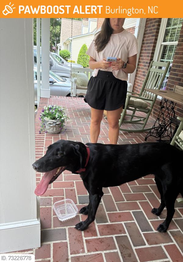 Found/Stray Female Dog last seen Near Turrentine middle on Edgewood, Burlington, NC 27215