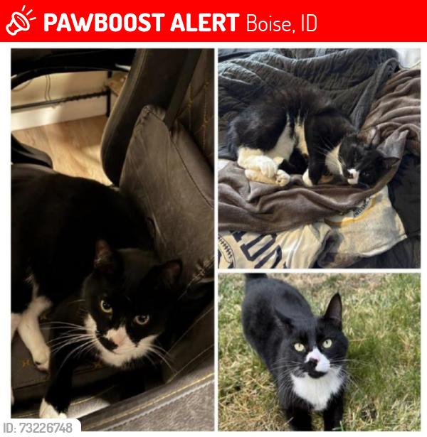 Lost Male Cat last seen Broadway/State St to Vermont and Beacon, Boise, ID 83706