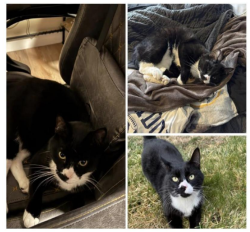 Lost Male Cat last seen Broadway/State St to Vermont and Beacon, Boise, ID 83706