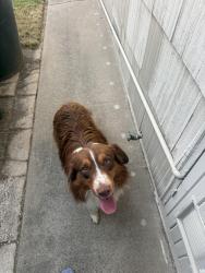 Found/Stray Unknown Dog last seen Morse and whitney, Sacramento, CA 95821