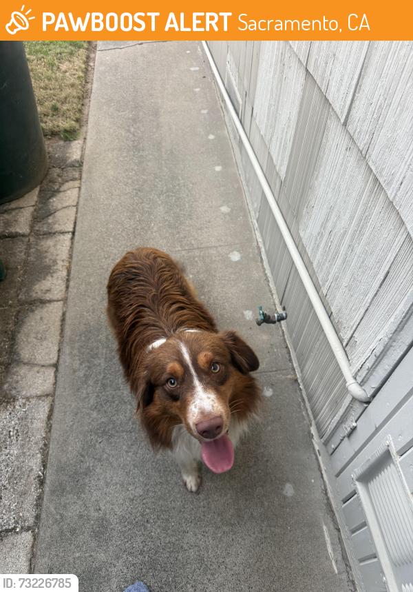 Found/Stray Unknown Dog last seen Morse and whitney, Sacramento, CA 95821