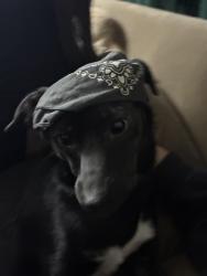 Reunited Female Dog last seen Near Wilcrest Dr, Houston, TX 77099, USA, Houston, TX 77099