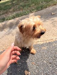 Found/Stray Unknown Dog last seen Deacon dr, College Station, TX 77845