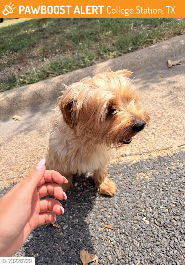 Found/Stray Unknown Dog last seen Deacon dr, College Station, TX 77845