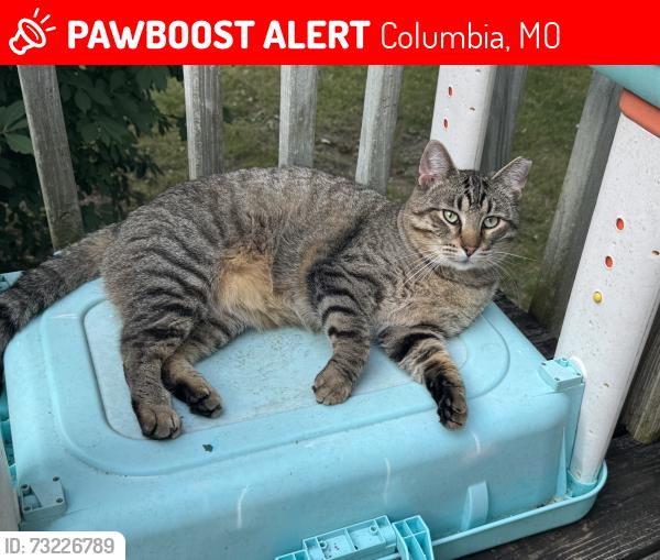 Lost Male Cat last seen Somewhat close to the new Little General gas station, Columbia, MO 65201