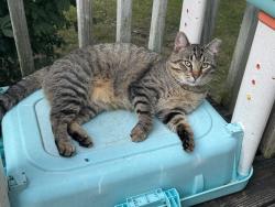 Lost Male Cat last seen Somewhat close to the new Little General gas station, Columbia, MO 65201
