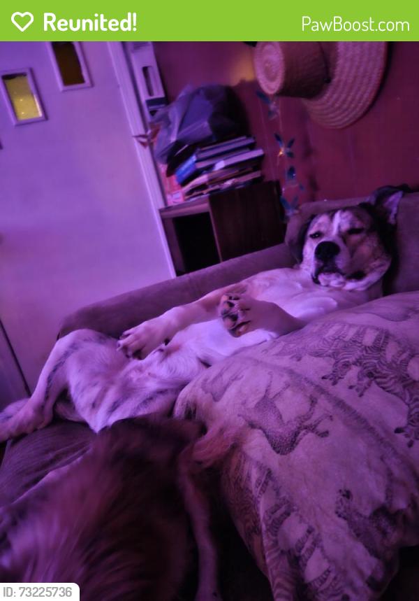 Reunited Male Dog last seen Hayes & Bond, Elyria, OH 44035
