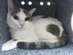 Shelter Stray Male Cat last seen Apt 23,405 E 204th, BRONX, NY, 10467, 326 E 110th St, New York, NY 10029, USA