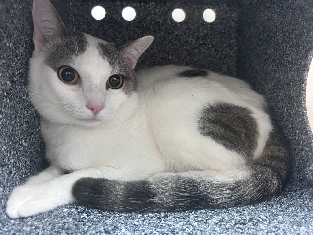 Shelter Stray Male Cat last seen Apt 23,405 E 204th, BRONX, NY, 10467, 326 E 110th St, New York, NY 10029, USA