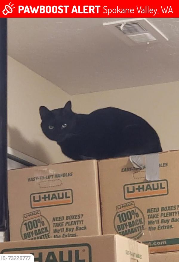 Lost Male Cat last seen N Boeing Rd and Wabash, Spokane Valley, WA 99206