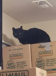 Lost Male Cat last seen N Boeing Rd and Wabash, Spokane Valley, WA 99206