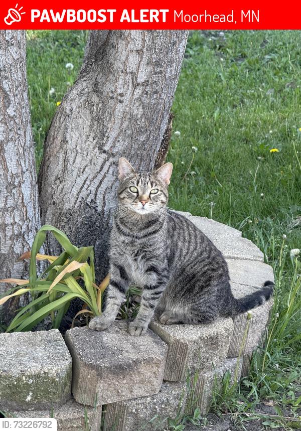 Lost Female Cat last seen Buddy’s parfait, Moorhead, MN 56560