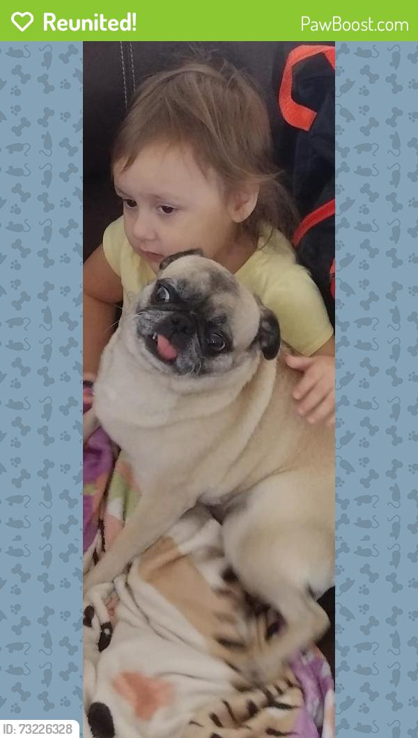 Reunited Female Dog last seen Rancho Drvive and Vegas Drive, Las Vegas, NV 89106