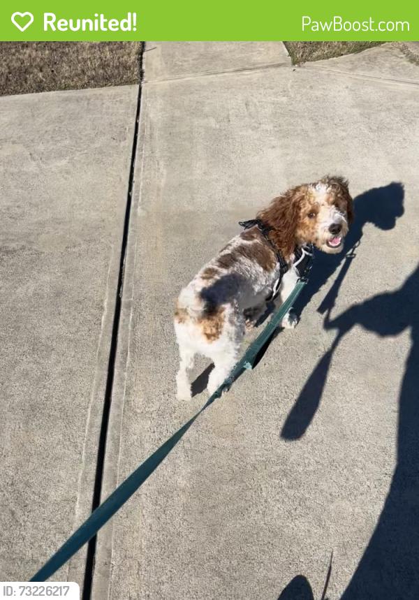Reunited Male Dog last seen Near Rainsong TRL Perry ga, Perry, GA 31069