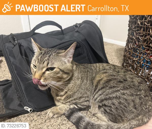 Found/Stray Male Dog last seen Branch Hollow Dr, Carrollton, TX 75007