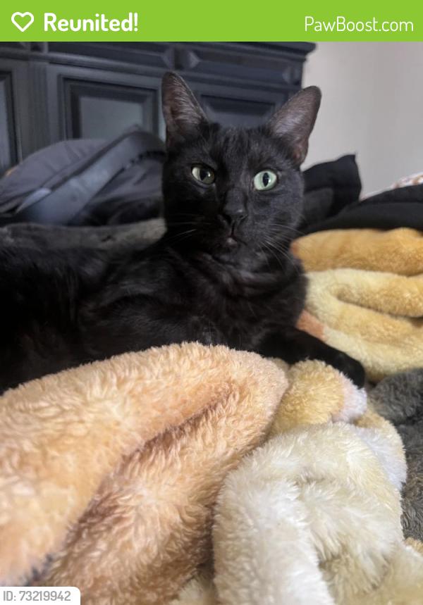 Reunited Male Cat last seen Near Summerland Dr, Henderson, NV 89002, USA, Henderson, NV 89002