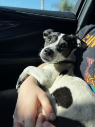 Reunited Female Dog last seen Rosa Parks Elementary School, Eastvale, Eastvale, CA 92880