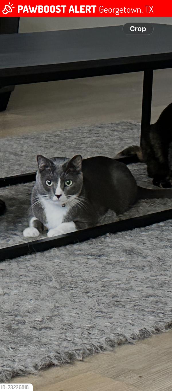 Lost Male Cat last seen Higgs Rd and Duvina Avenue, Georgetown, TX 78626