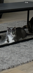 Lost Male Cat last seen Higgs Rd and Duvina Avenue, Georgetown, TX 78626