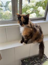 Found/Stray Female Cat last seen 3rd & Maple st E, Saint Paul, MN 55106