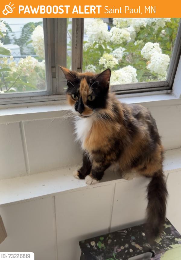 Found/Stray Female Cat last seen 3rd & Maple st E, Saint Paul, MN 55106