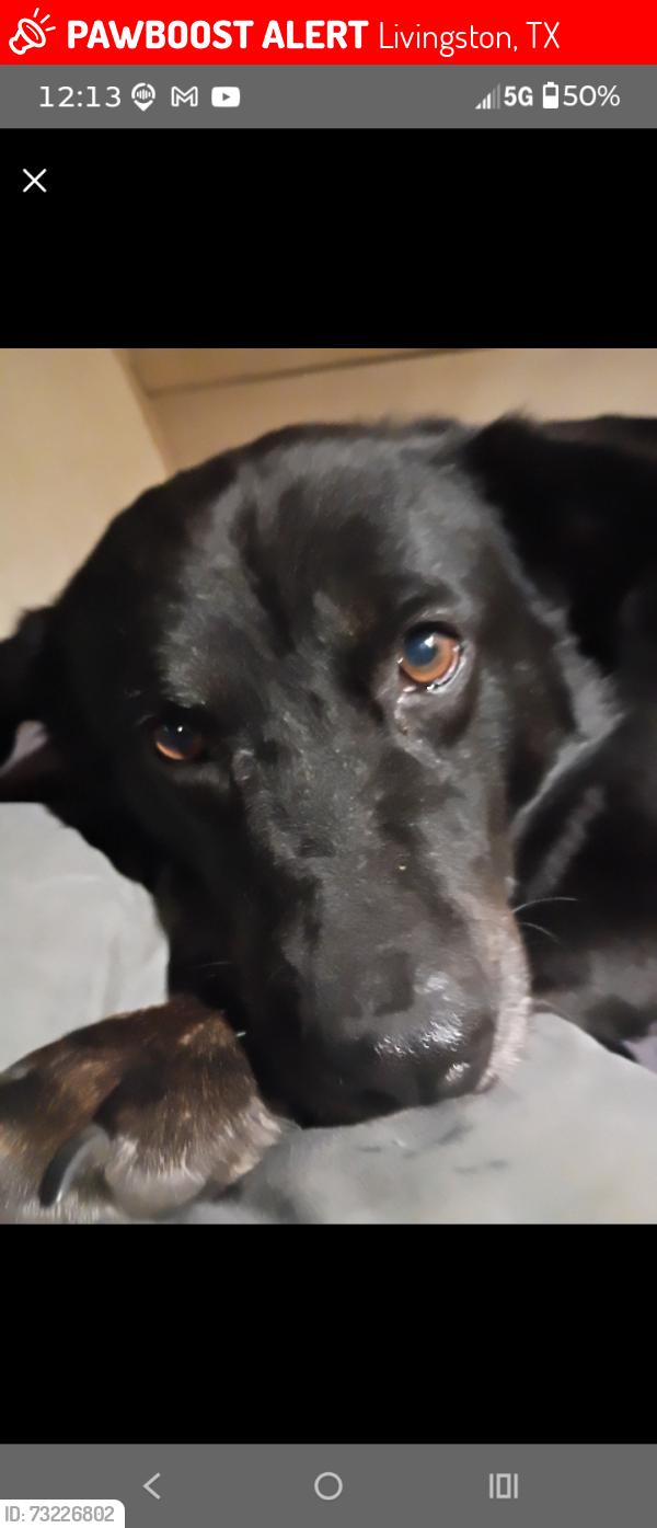 Lost Female Dog last seen Galloway Lane or mud road, Livingston, TX 77351