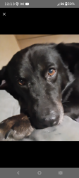 Lost Female Dog last seen Galloway Lane or mud road, Livingston, TX 77351