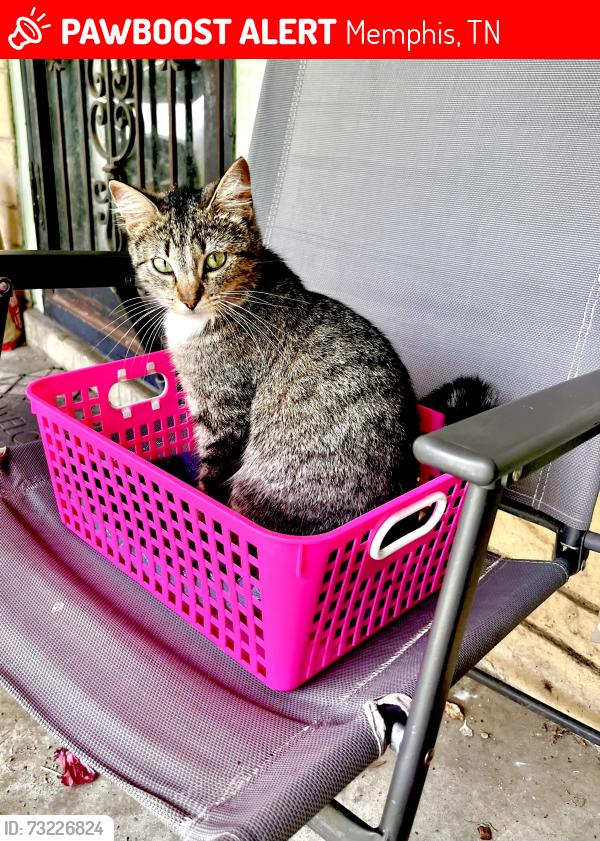 Lost Female Cat last seen Given St and Freeman St, Memphis, TN 38122