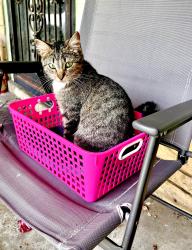 Lost Female Cat last seen Given St and Freeman St, Memphis, TN 38122