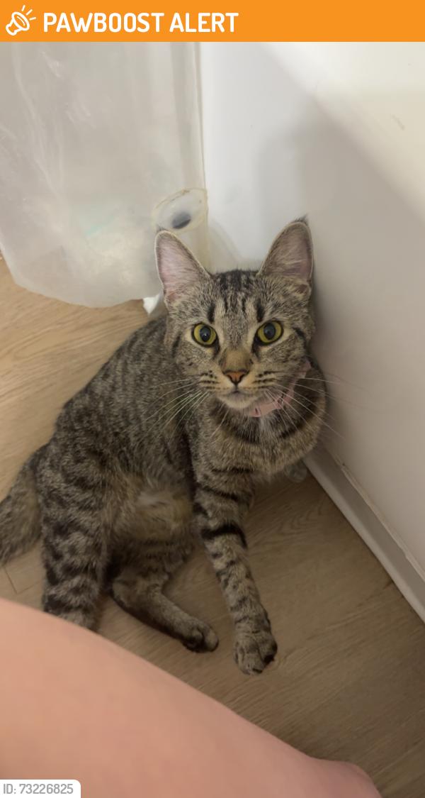 Found/Stray Female Cat last seen Near the Columbus Entrance and Metroparks, Middleburg Heights, OH 44130