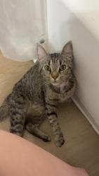 Found/Stray Female Cat last seen Near the Columbus Entrance and Metroparks, Middleburg Heights, OH 44130