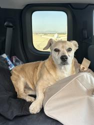Reunited Male Dog last seen Graeber St, March Air Reserve Base, CA 92551
