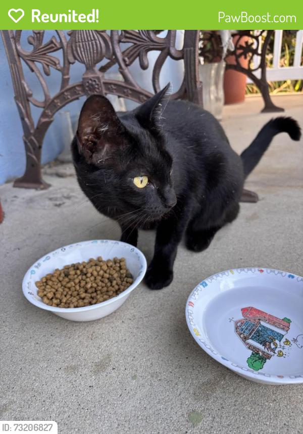 Reunited Unknown Cat last seen Towers and Entradero, Torrance, CA 90503