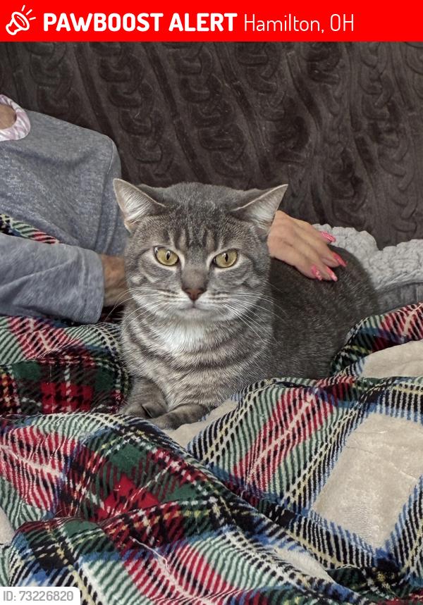 Lost Female Cat last seen Morris rd and Rivaridge rd, Hamilton, OH 45011