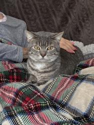 Lost Female Cat last seen Morris rd and Rivaridge rd, Hamilton, OH 45011