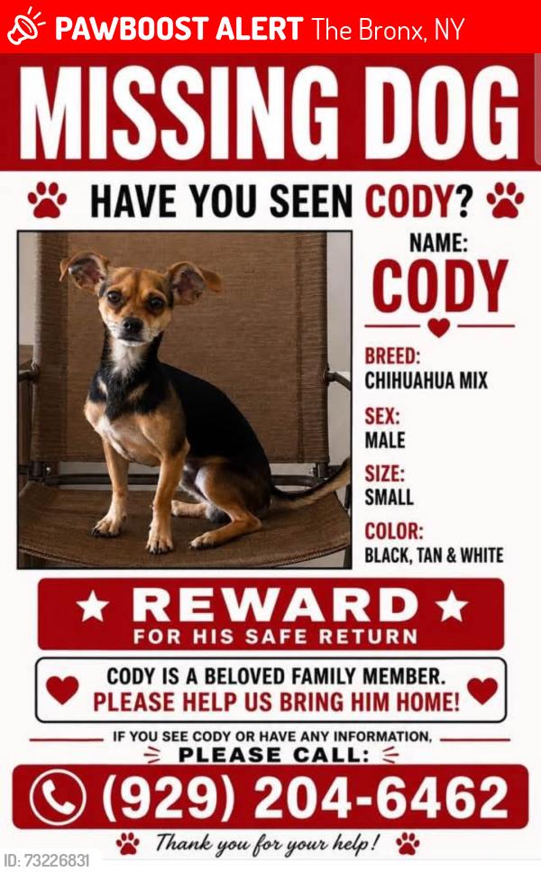 Lost Male Dog last seen Trimont, The Bronx, NY 10453