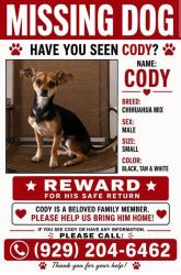 Lost Male Dog last seen Trimont, The Bronx, NY 10453