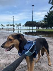 Lost Male Dog last seen 11th and 22nd, Miami, FL 33125