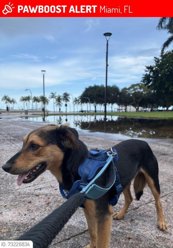 Lost Male Dog last seen 11th and 22nd, Miami, FL 33125
