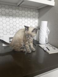 Found/Stray Male Cat last seen Entrance of Grayson Woods Neighbourhood, Katy, TX 77494