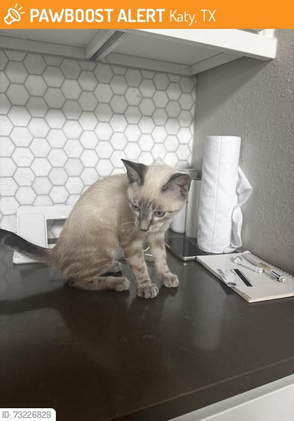 Found/Stray Male Cat last seen Entrance of Grayson Woods Neighbourhood, Katy, TX 77494