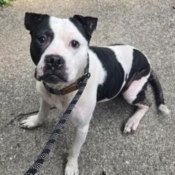 Shelter Stray Female Dog last seen , 54687 Co Rd 19, Bristol, IN 46507, USA