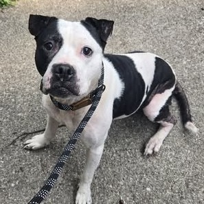 Shelter Stray Female Dog last seen , 54687 Co Rd 19, Bristol, IN 46507, USA