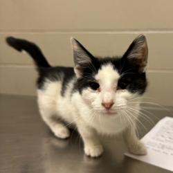 Shelter Stray Female Cat last seen , 54687 Co Rd 19, Bristol, IN 46507, USA