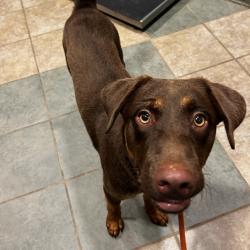 Shelter Stray Male Dog last seen , 4500 N Access Rd, Chattanooga, TN 37415, USA