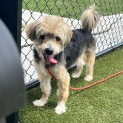 Shelter Stray Male Dog last seen , Animal Care & Control Team of Philly, 111 W Hunting Park Ave, Philadelphia, PA 19140, USA