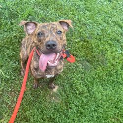 Shelter Stray Male Dog last seen , Animal Care & Control Team of Philly, 111 W Hunting Park Ave, Philadelphia, PA 19140, USA