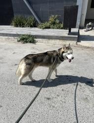 Reunited Male Dog last seen Near Marla Dr, Dallas, TX 75217, USA, Dallas, TX 75217