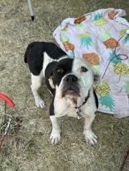 Found/Stray Female Dog last seen Gun barrel city, Gun Barrel City, TX 75147